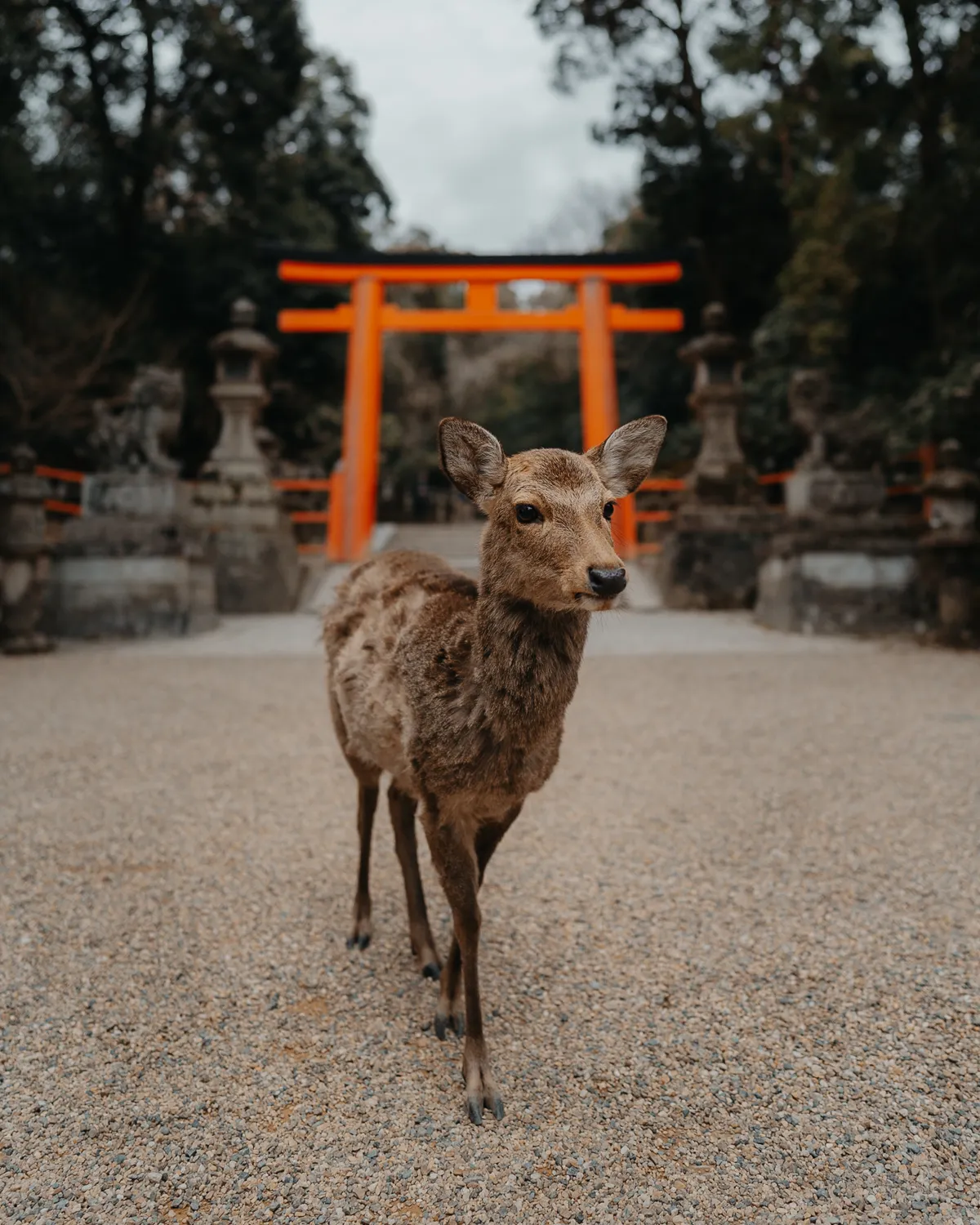 ANA Japan, photo 12