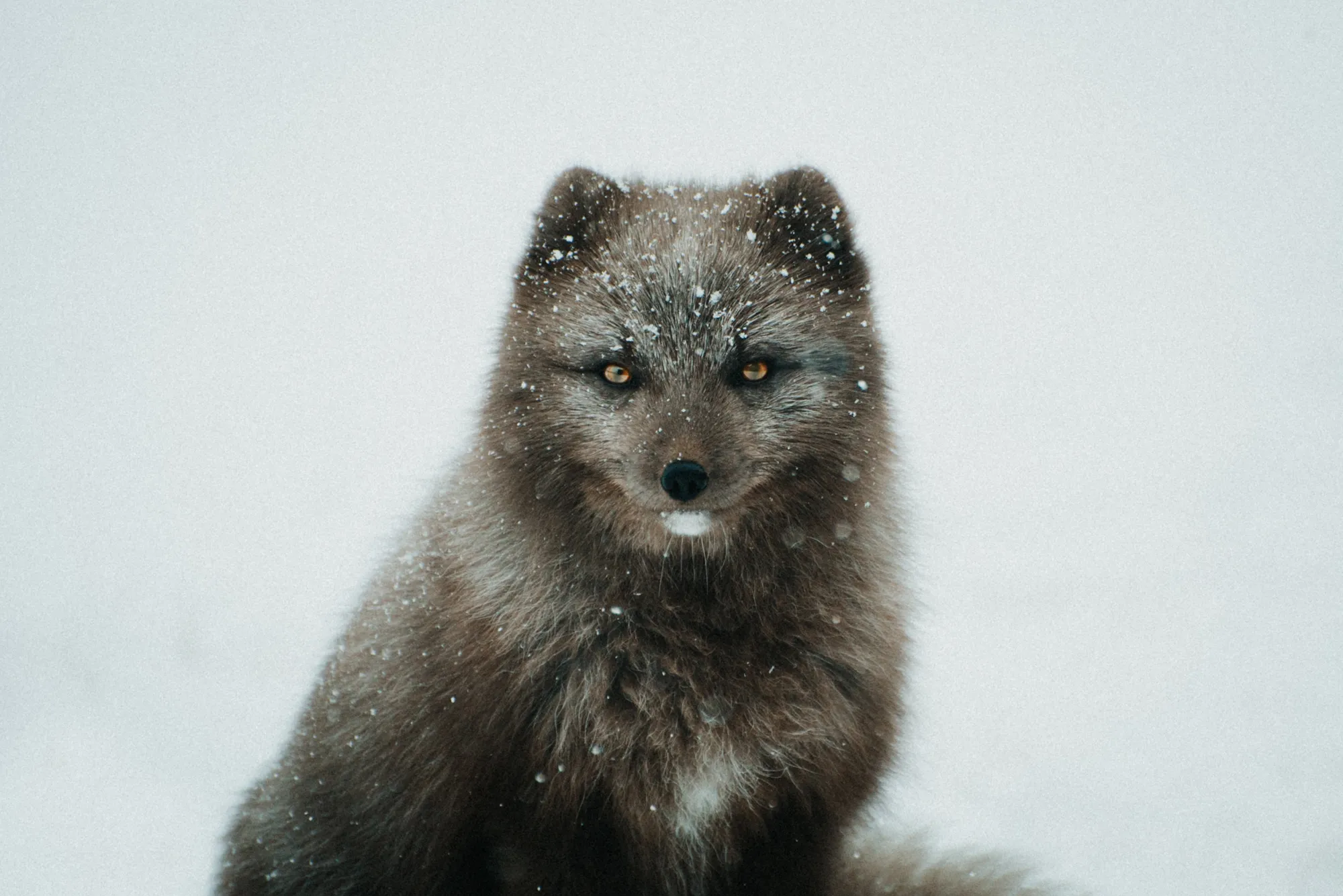 Collected Works photograph 4
